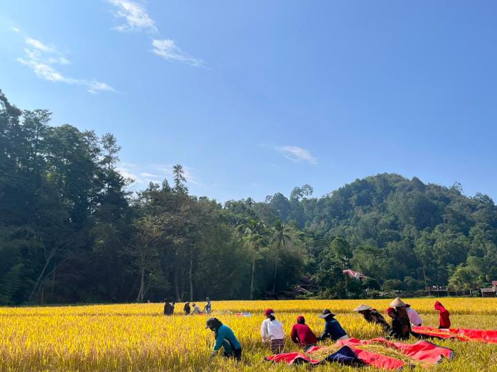 Panen Padi