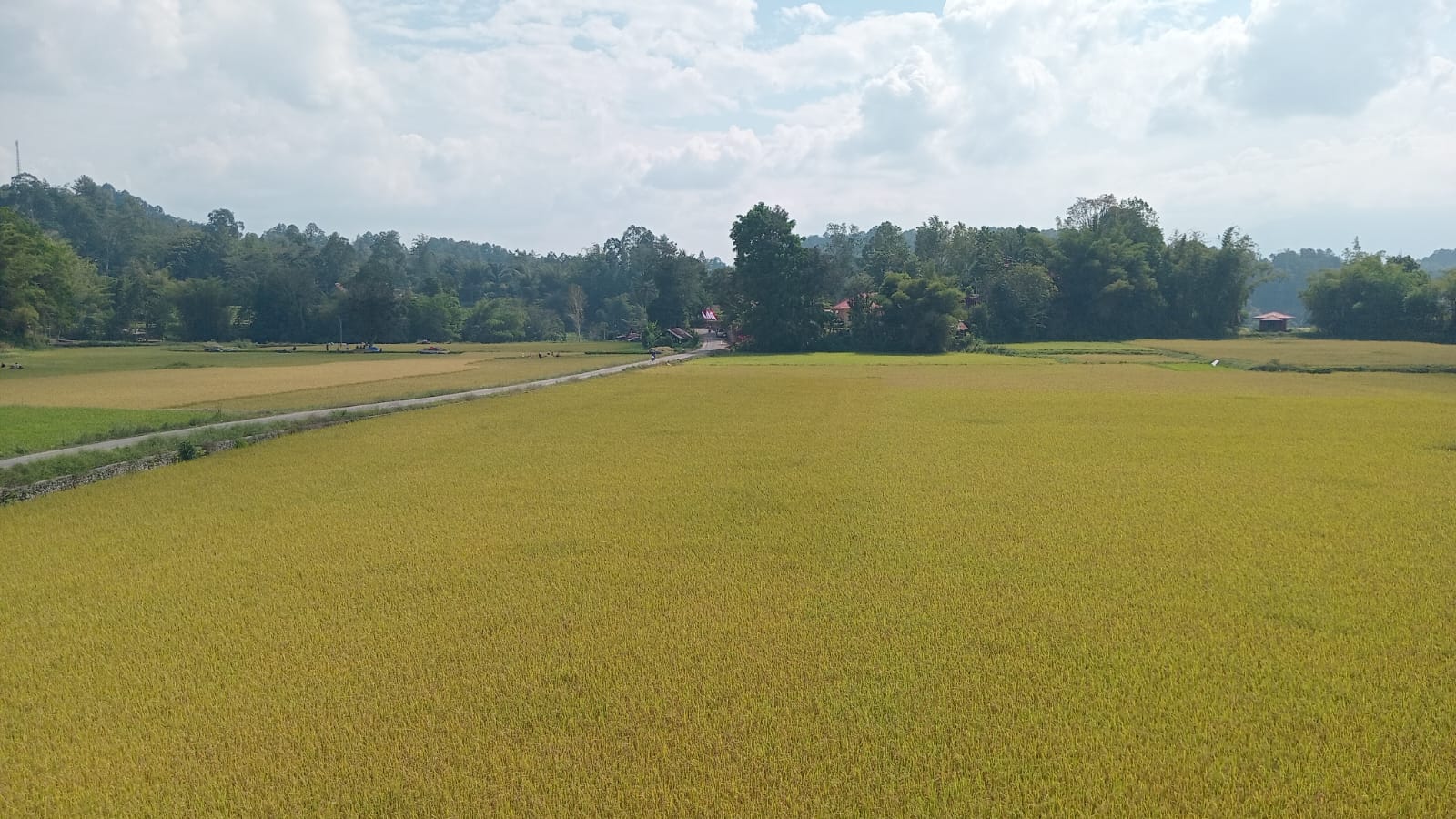 Petani Padi